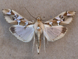 Terastia margaritis